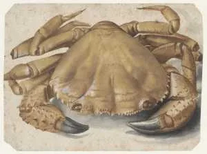 Krabbe (Eriphia Spinifrons)