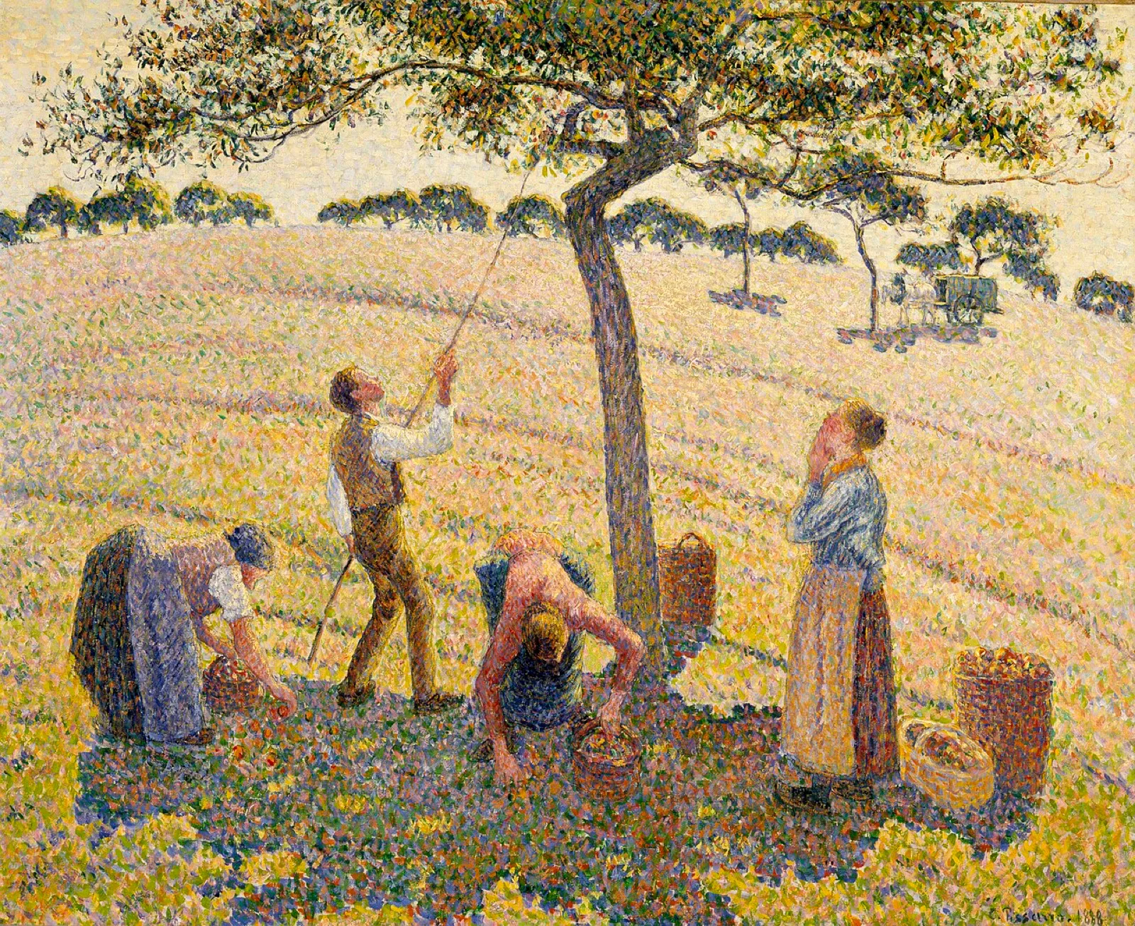 Apple Harvest