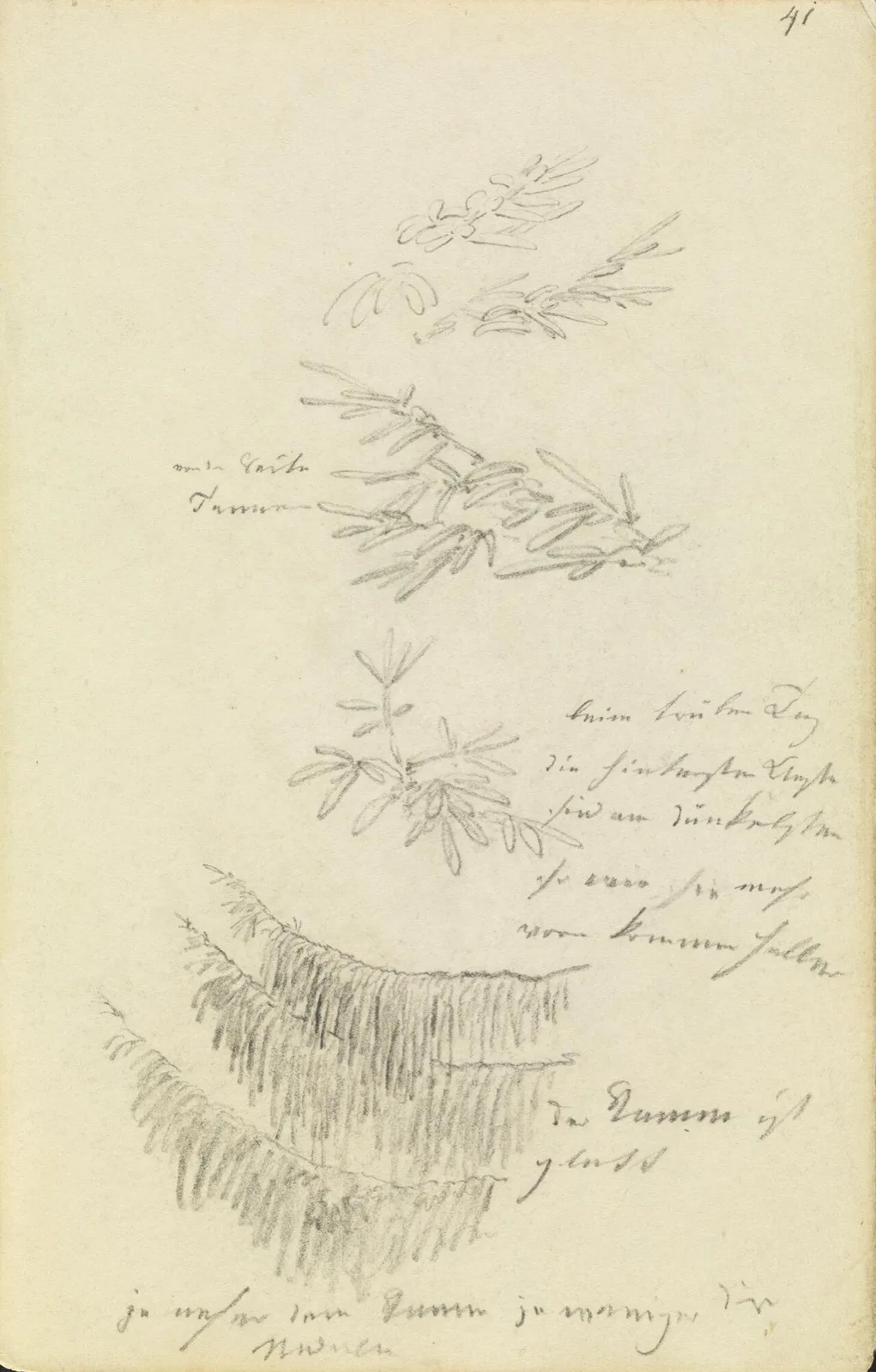 Studien von Tannenzweigen
