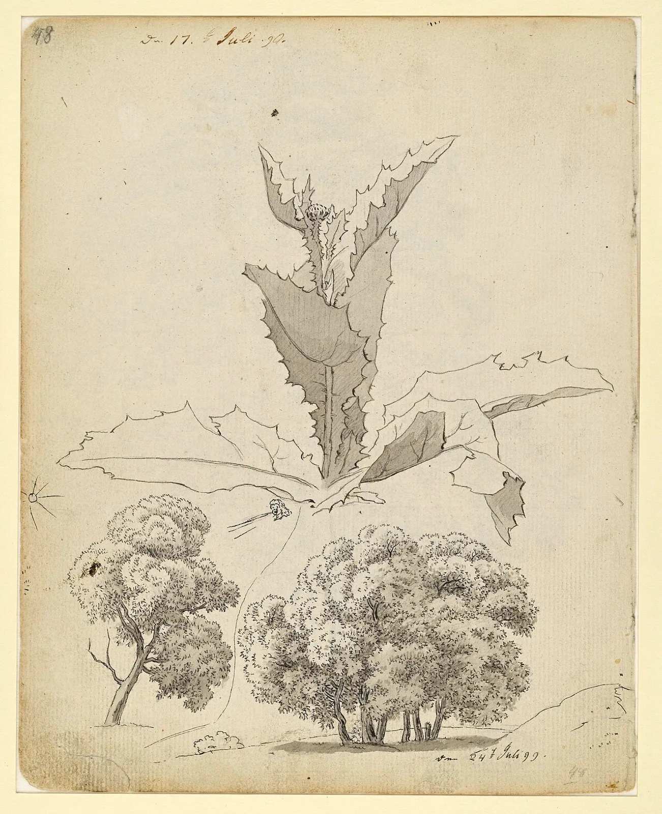 Studies of a Thistle and two trees