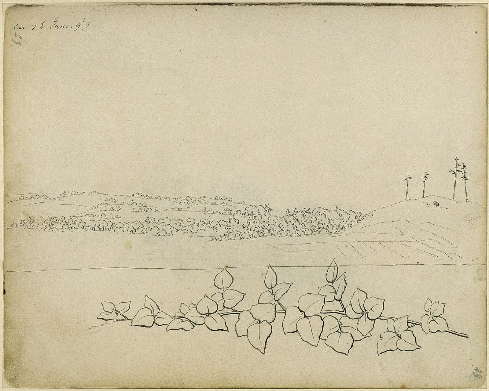Mountaineous landscape with four high pine trees, below a branch with leaves