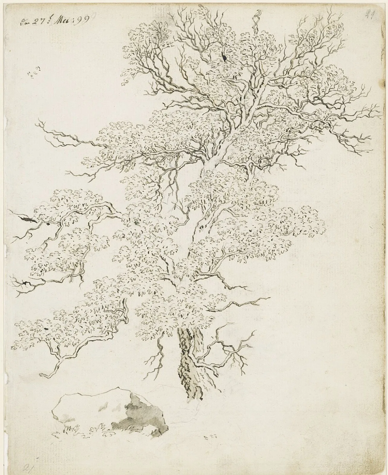Study of a tree with a rock