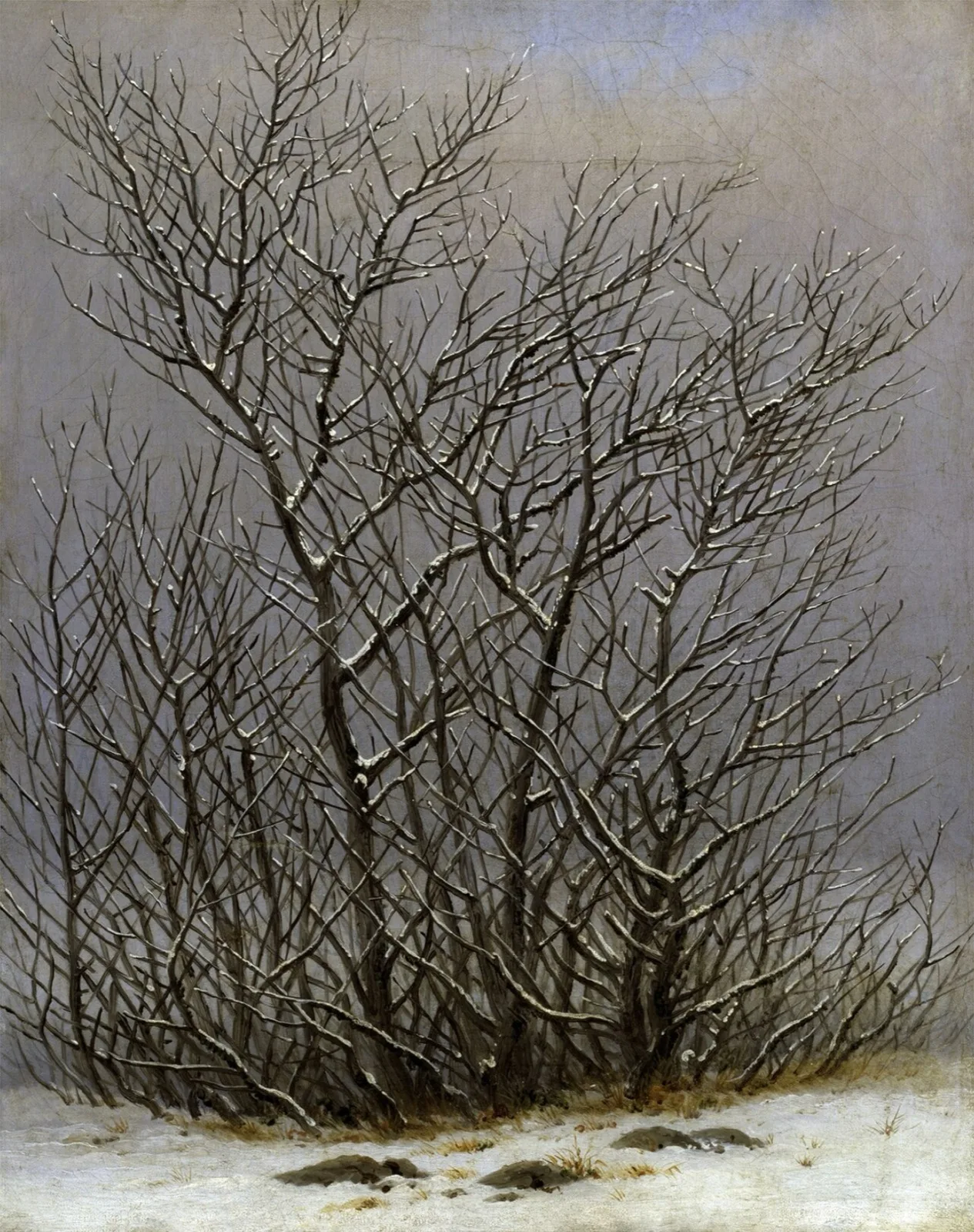 Bushes in the snow