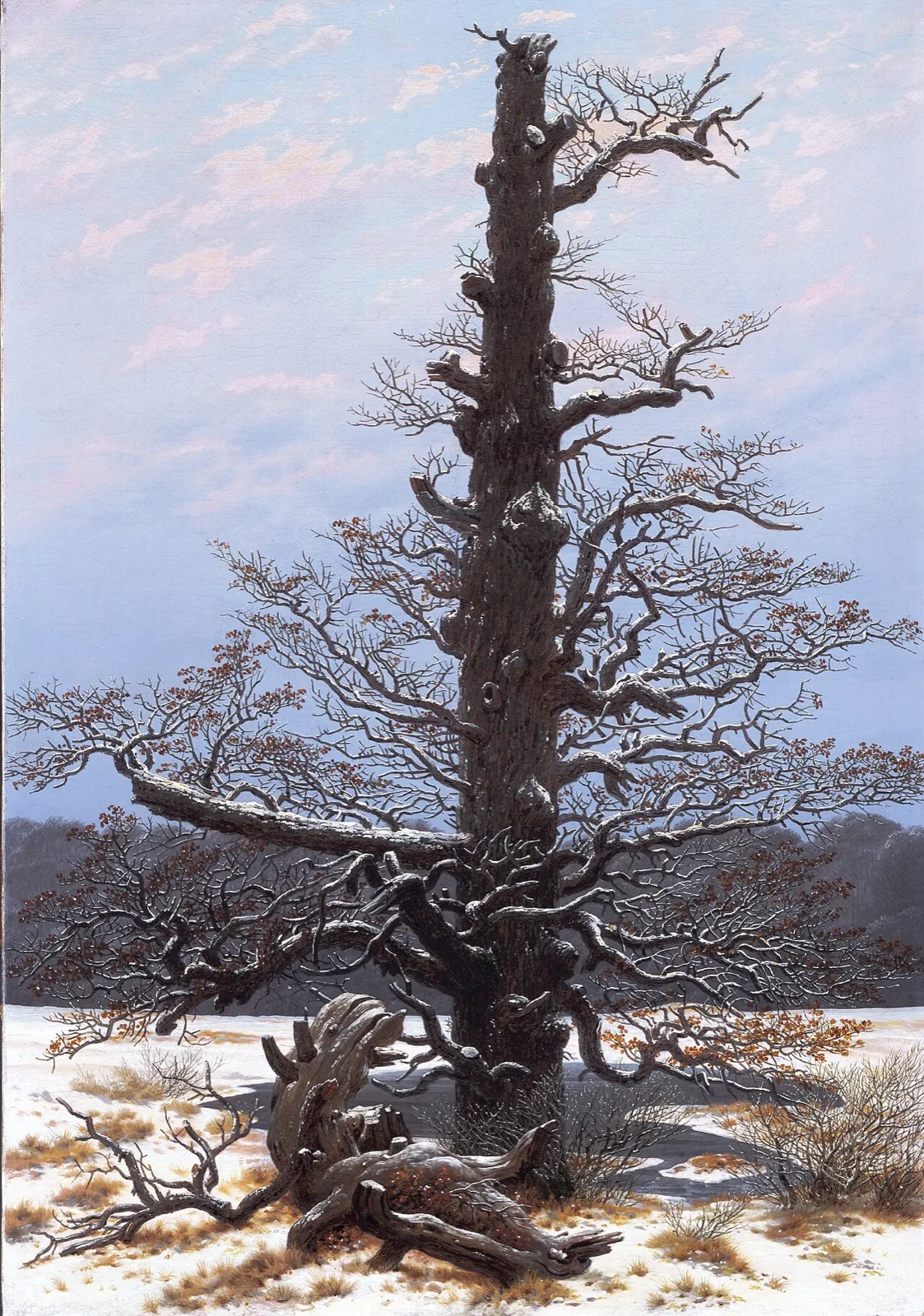 The Oaktree in the Snow