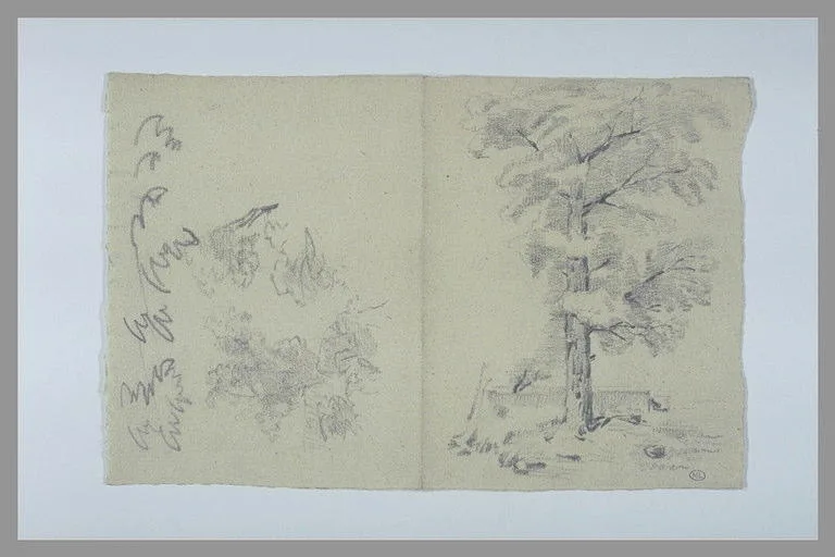 Etudes de feuilles ou de branchage; arbre