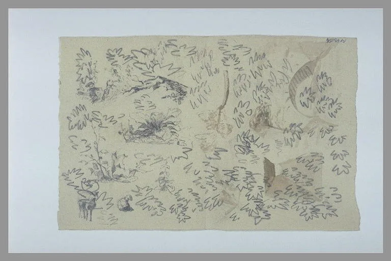 Etudes de feuilles, de touffes d'herbes, de branches et de deux moutons