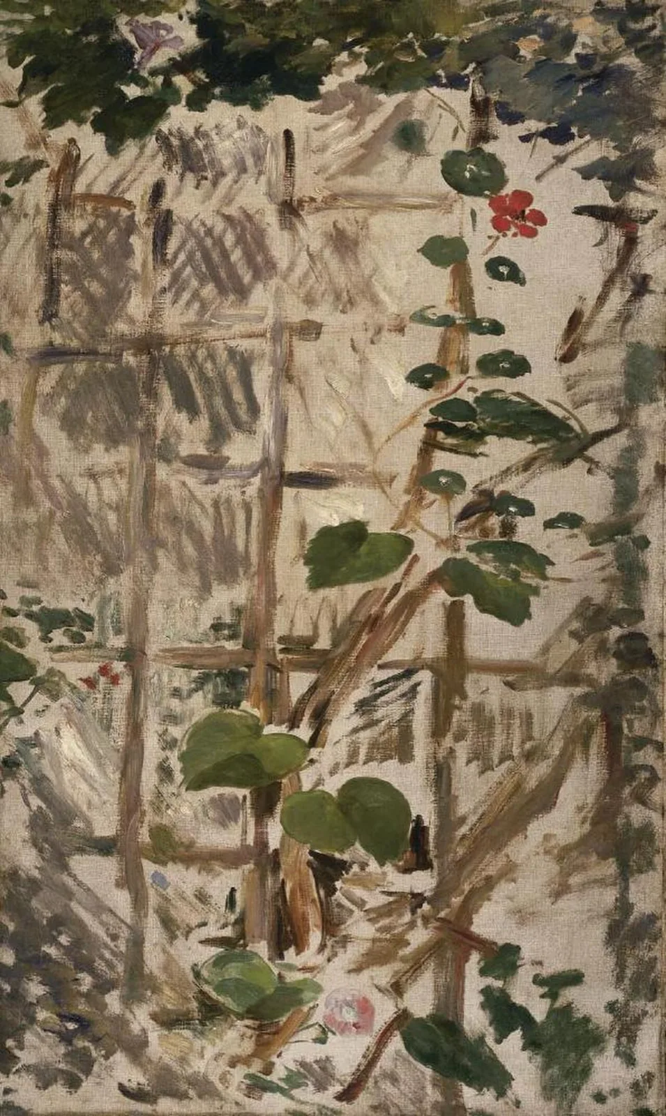 Convolvulus and Nasturtiums