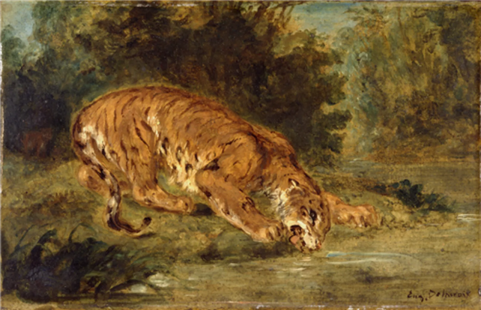 Tigre buvant