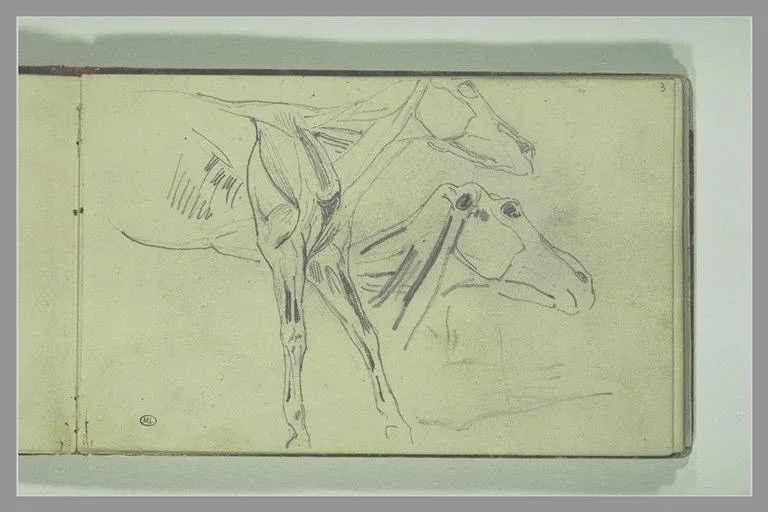 Avant-train de cheval écorché, avec reprise de la tête