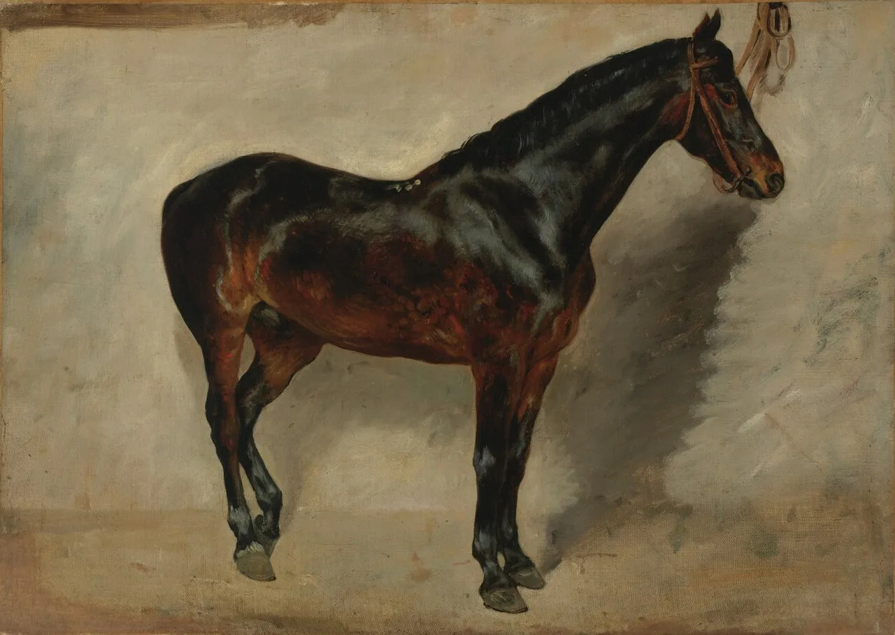 Study of a Brown-Black Horse Tethered to a Wall