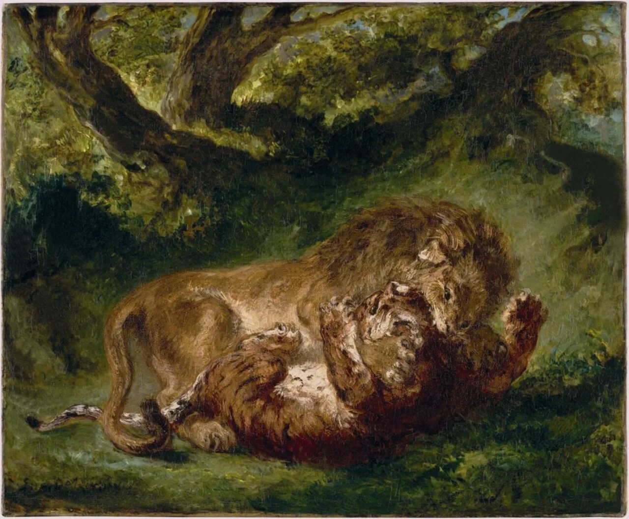 Combat entre un lion et un tigre