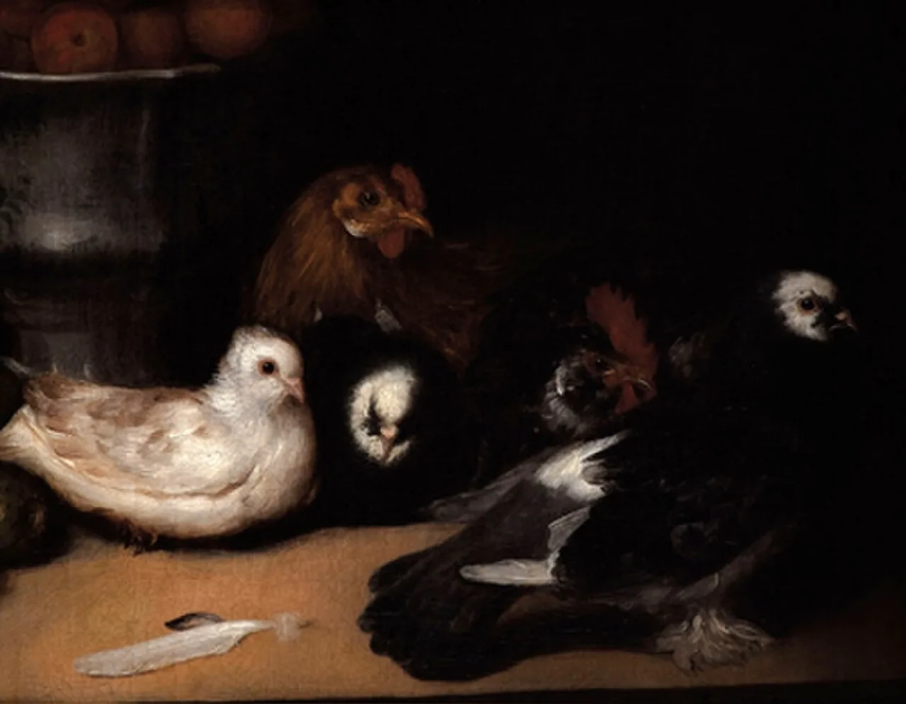 Pigeons and Fowls