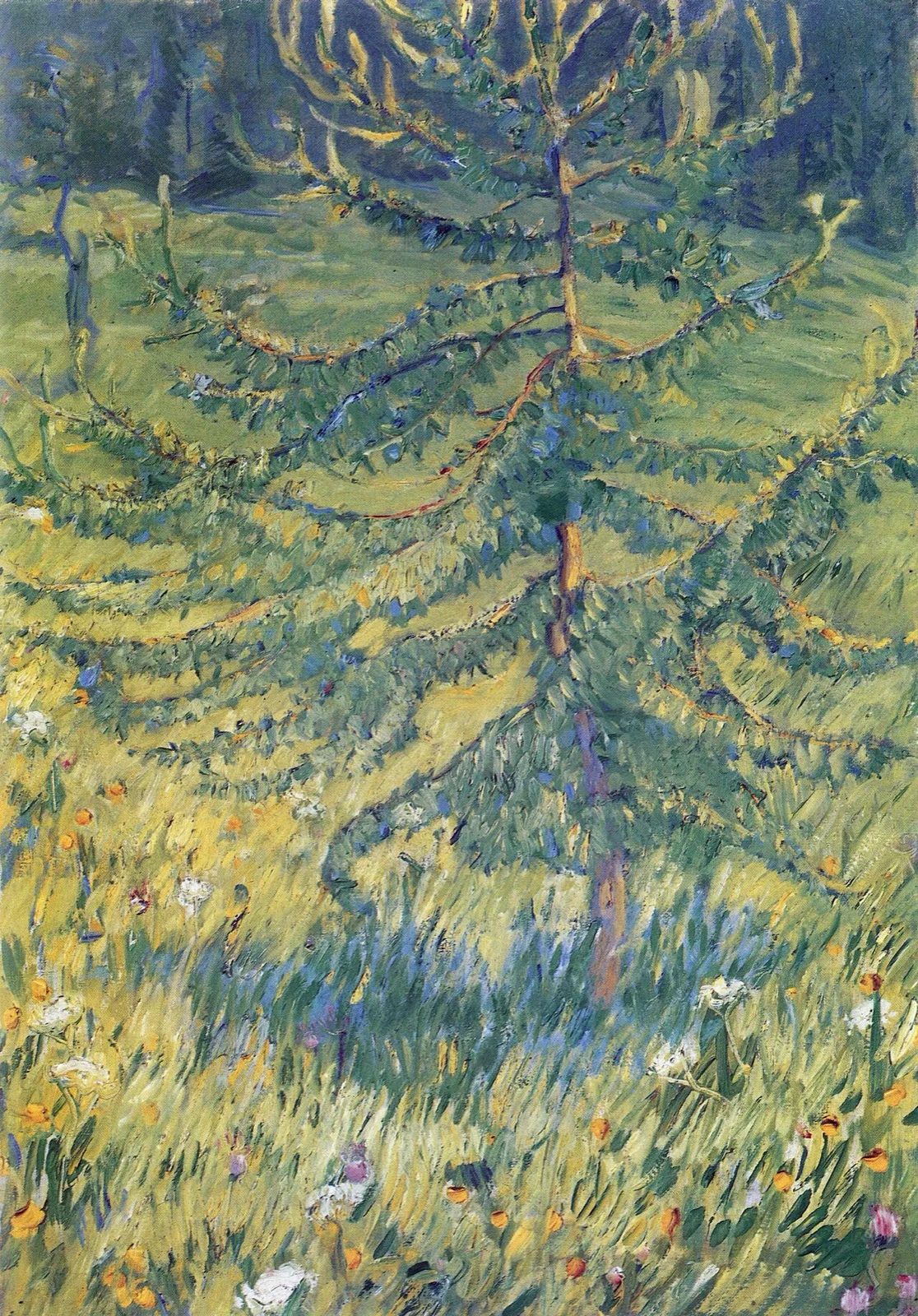 Little larch tree
