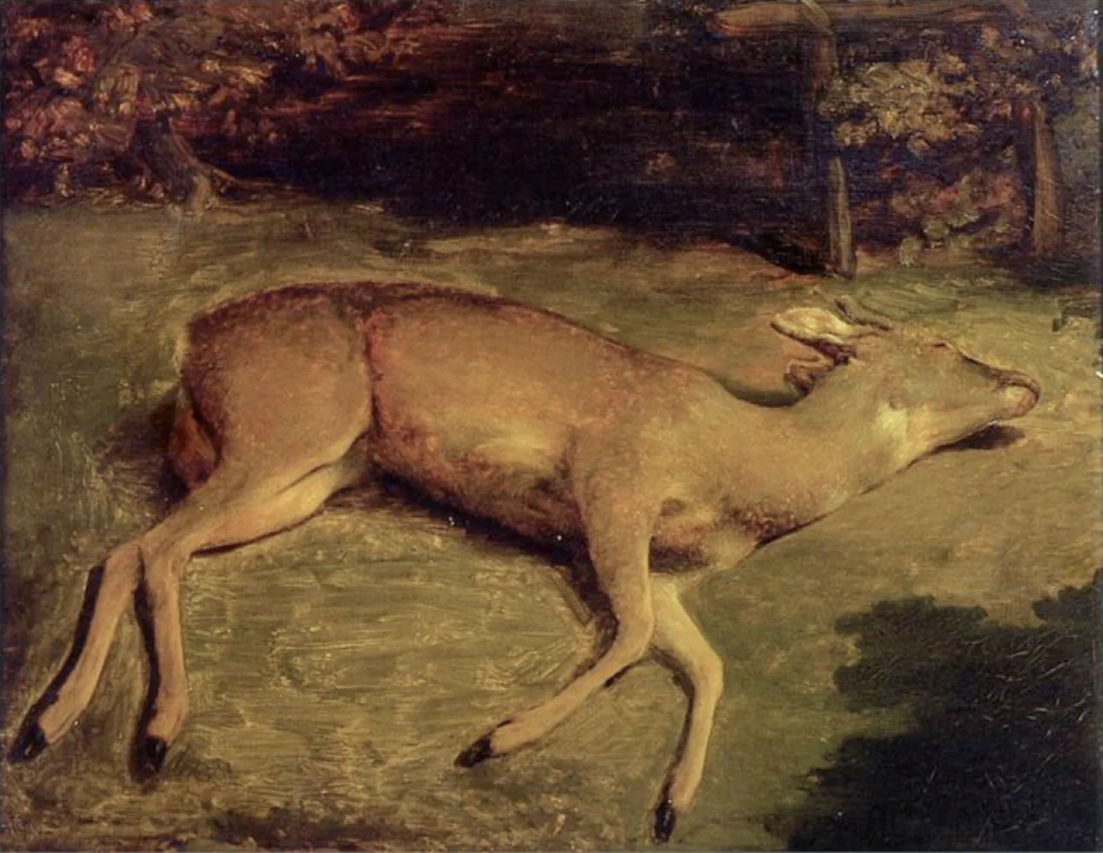 Lying roe
