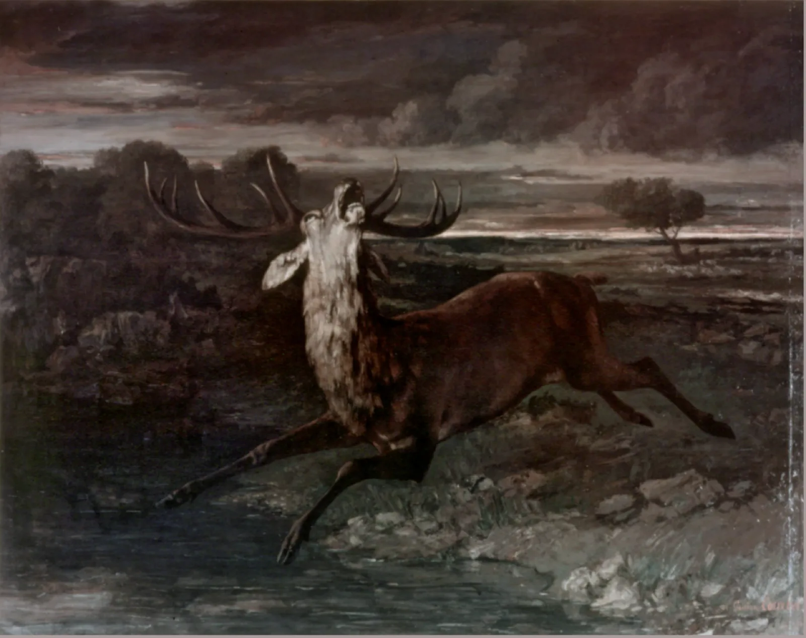 Deer by Water