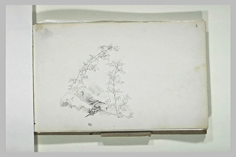 Branches et rochers