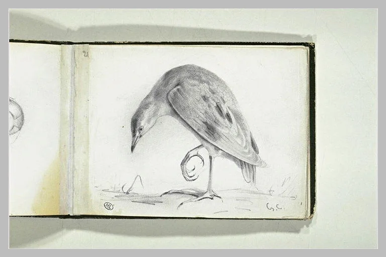Oiseau
