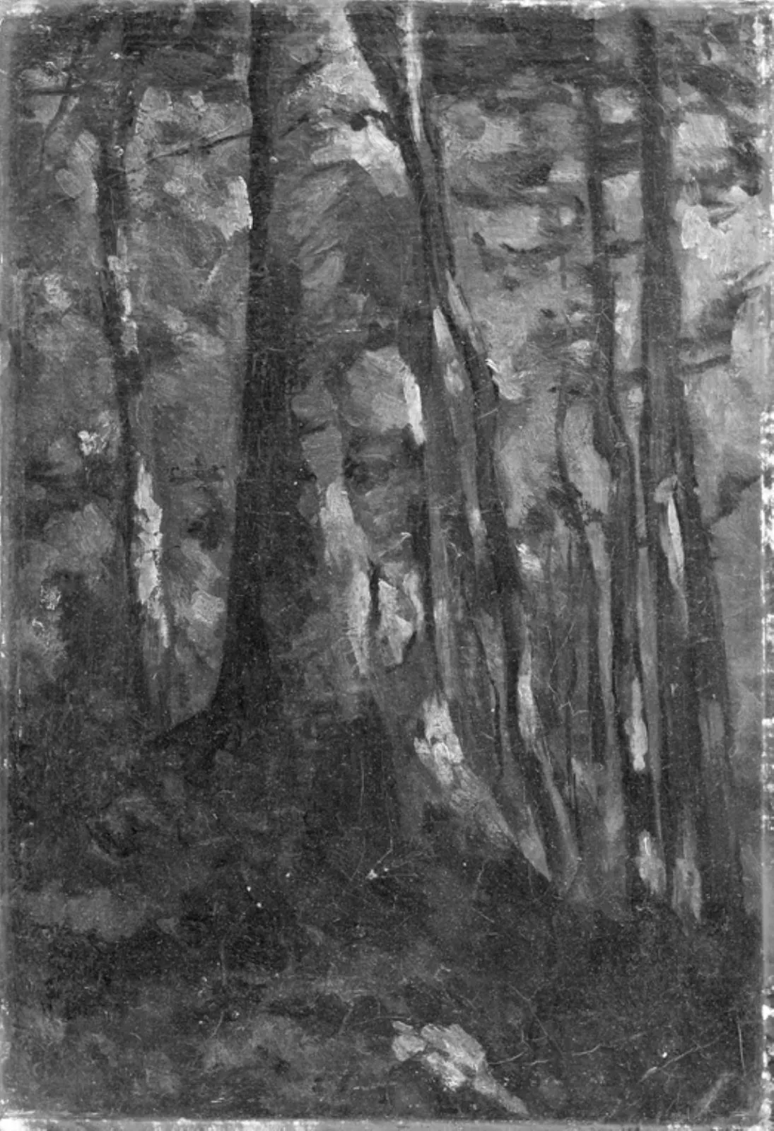 The Interior of a Forest