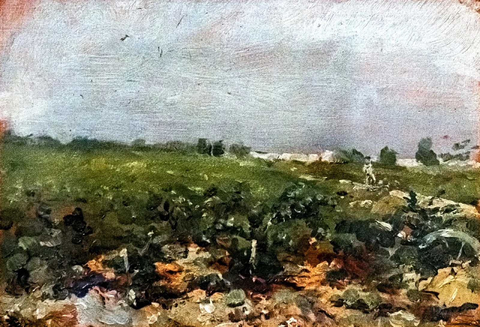 Céleyran, View of the vineyards