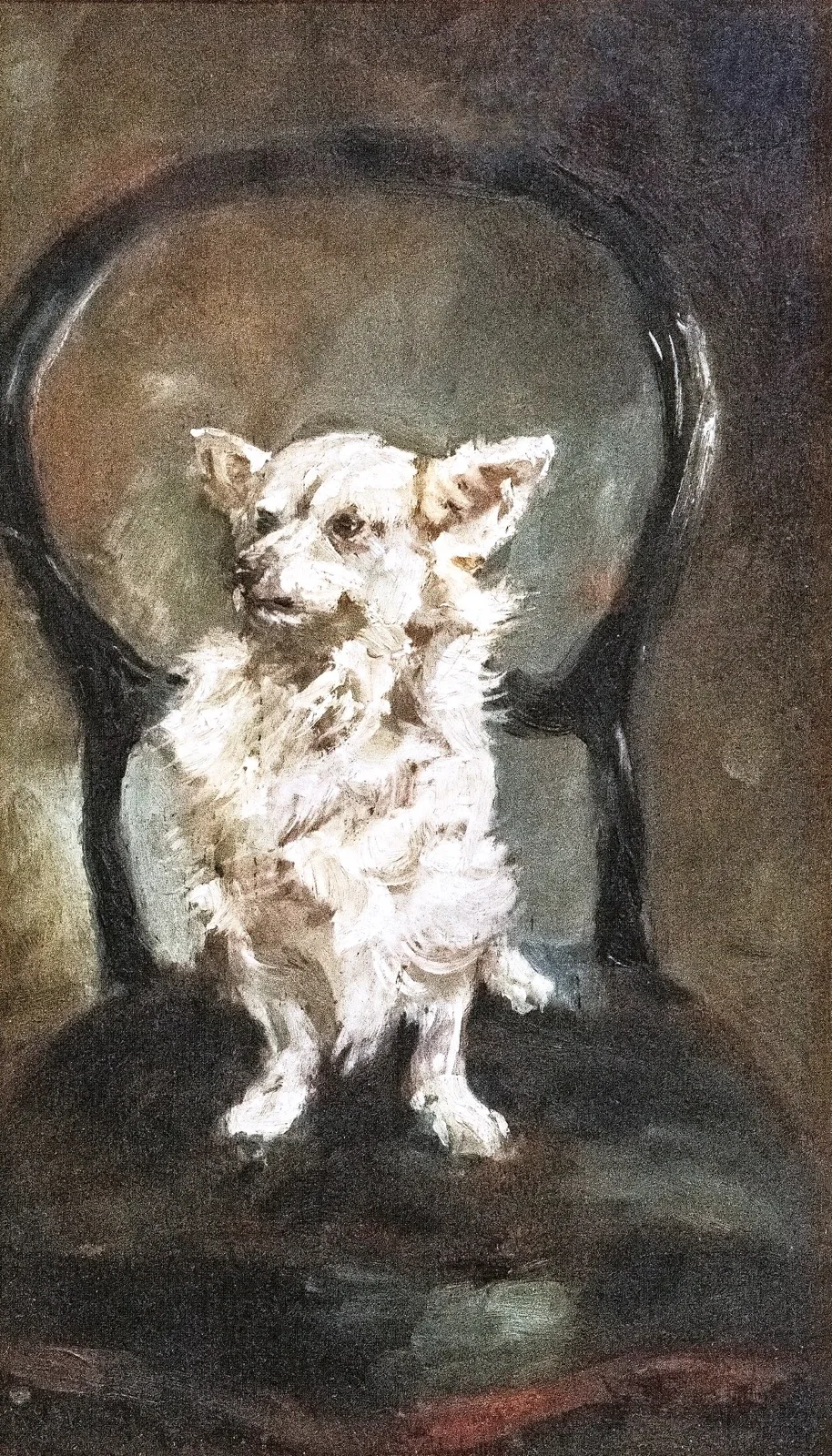 Small white dog