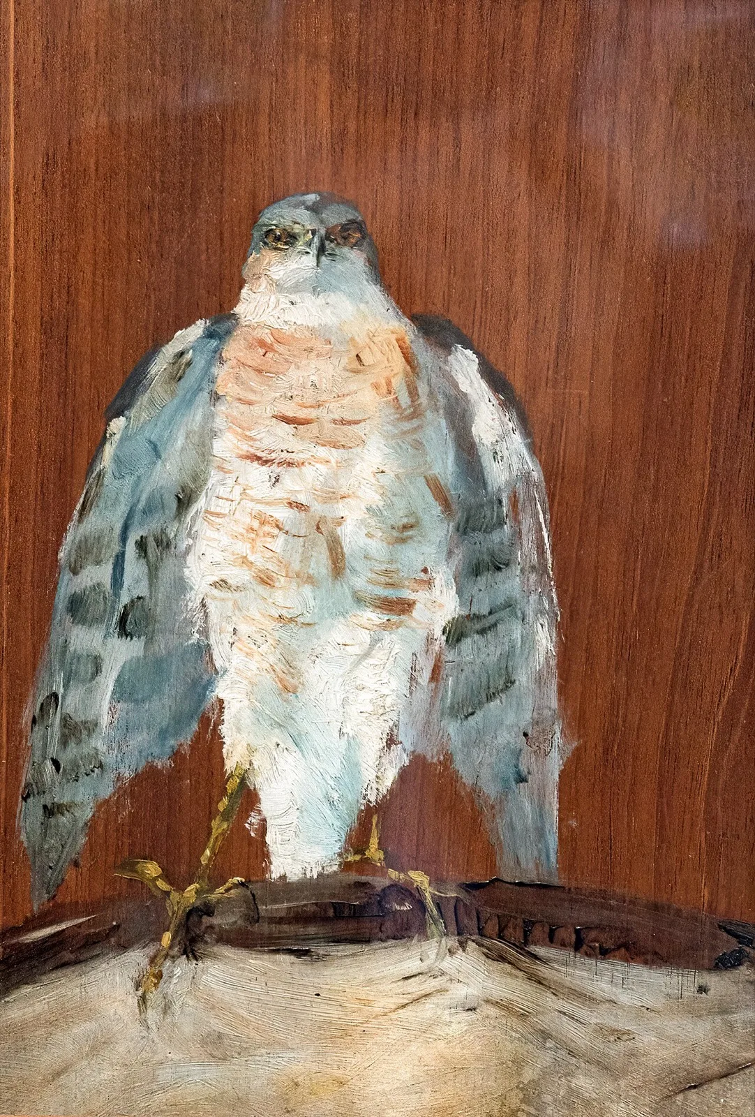 Peregrine Falcon