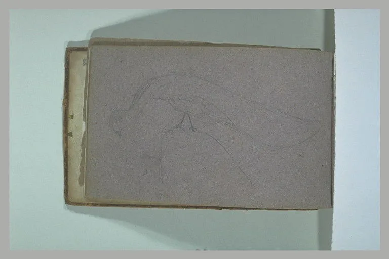 Etude d'oiseau