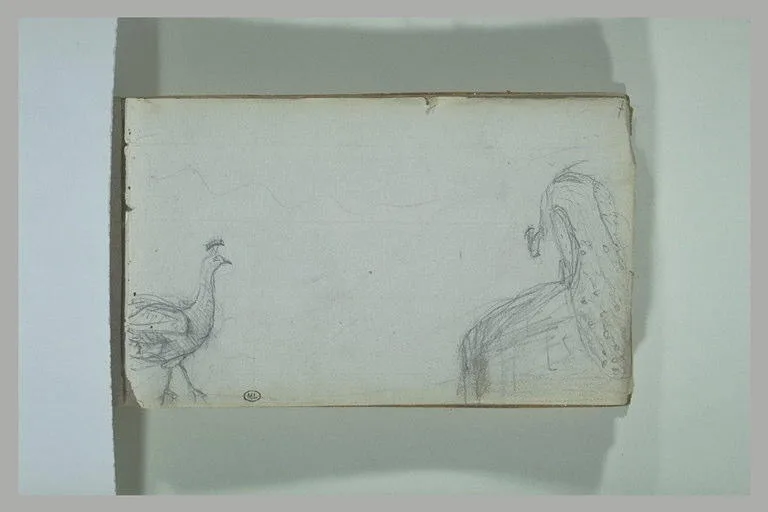 Etude d'oiseaux