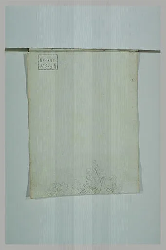 Fragment de feuillages d'arbre