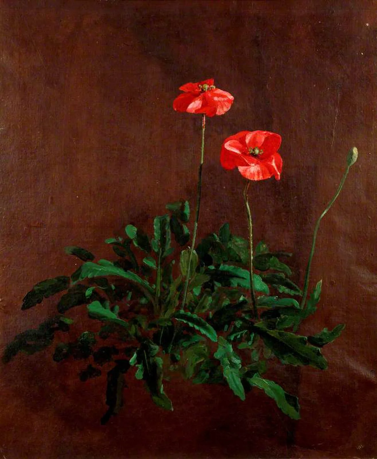 Study of Poppies