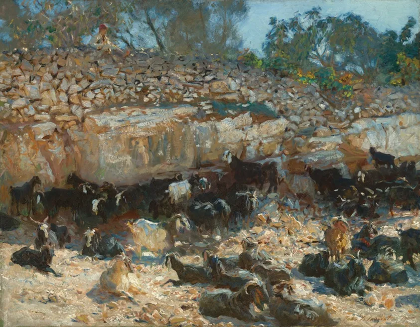 Syrian Goats