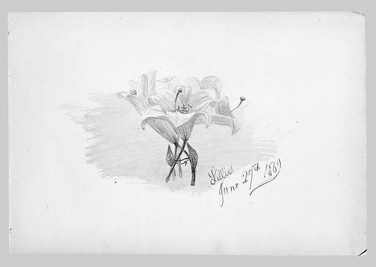 Lilies (from Switzerland Sketchbook)