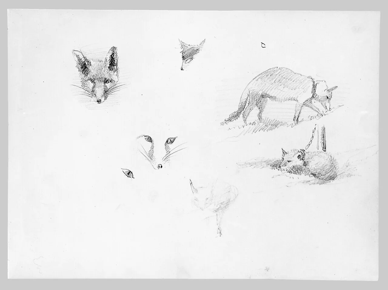 Foxes (from Switzerland Sketchbook)