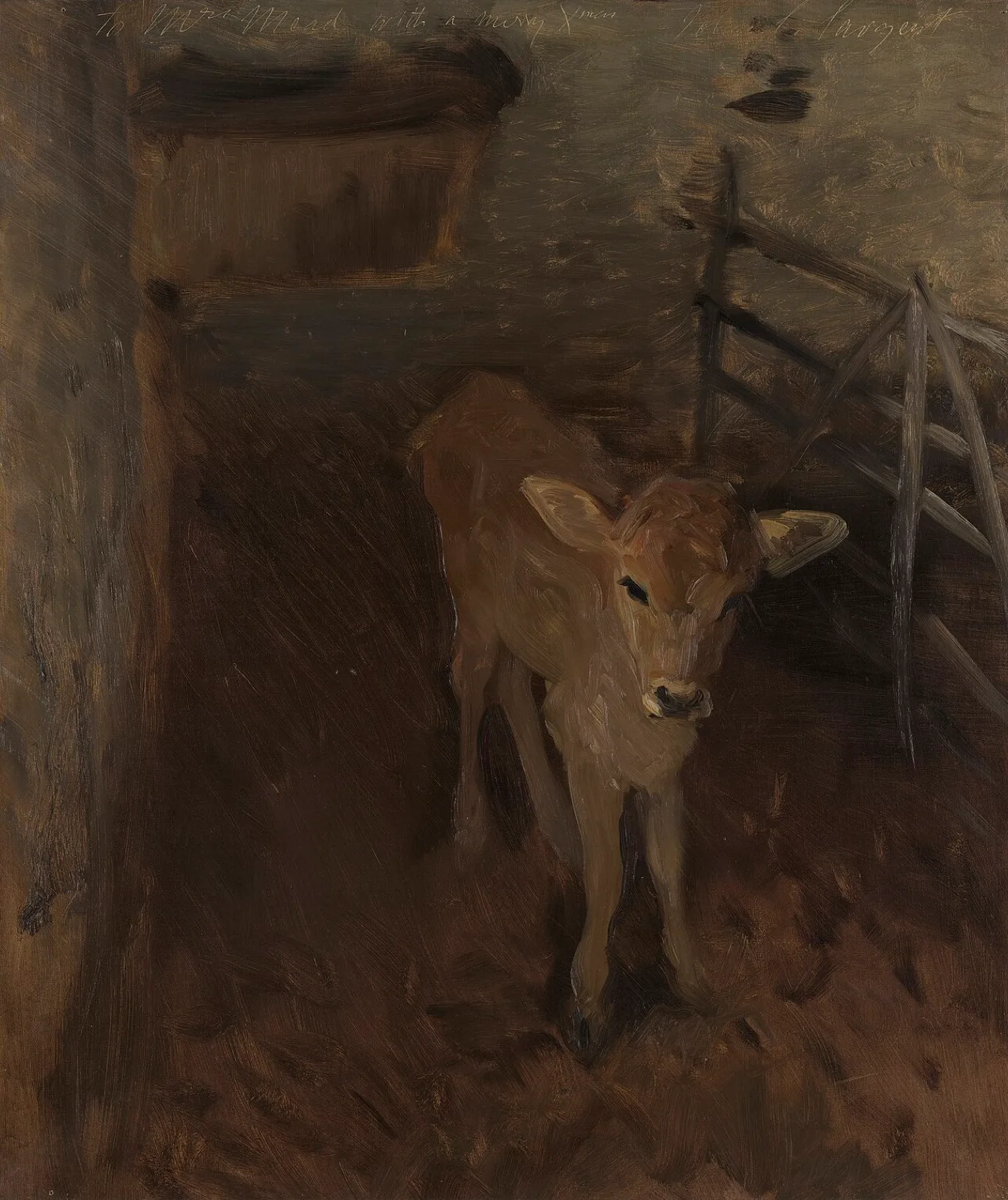A Jersey Calf