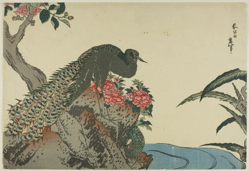 Peacock