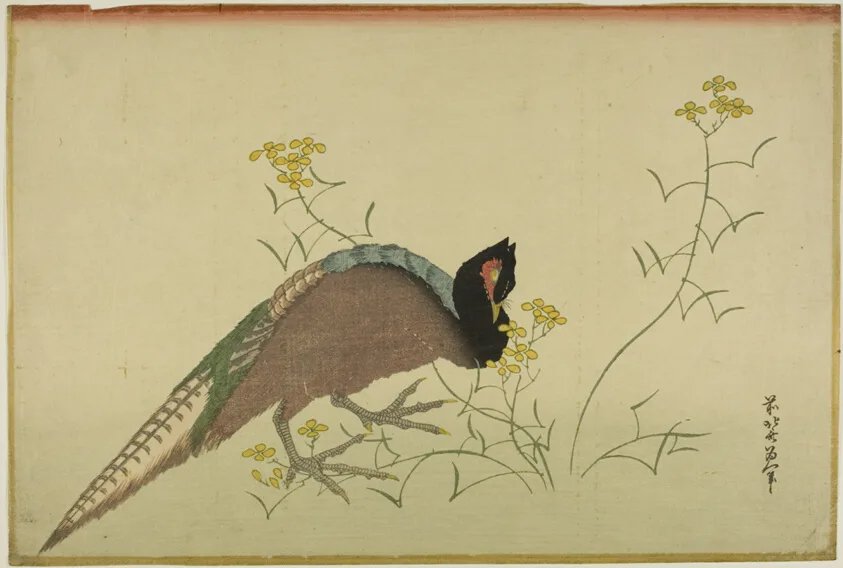 Pheasant