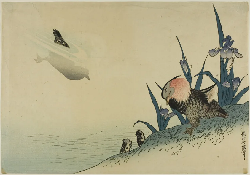 Two Birds and Iris