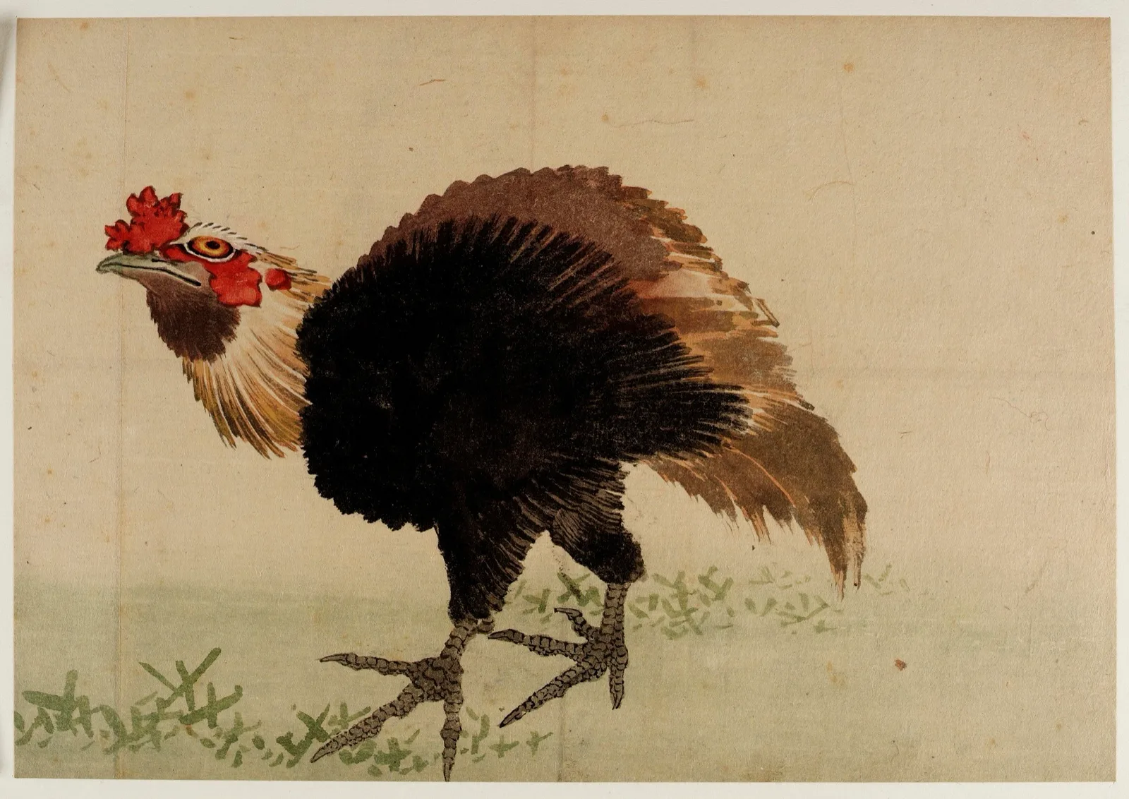 Rooster
