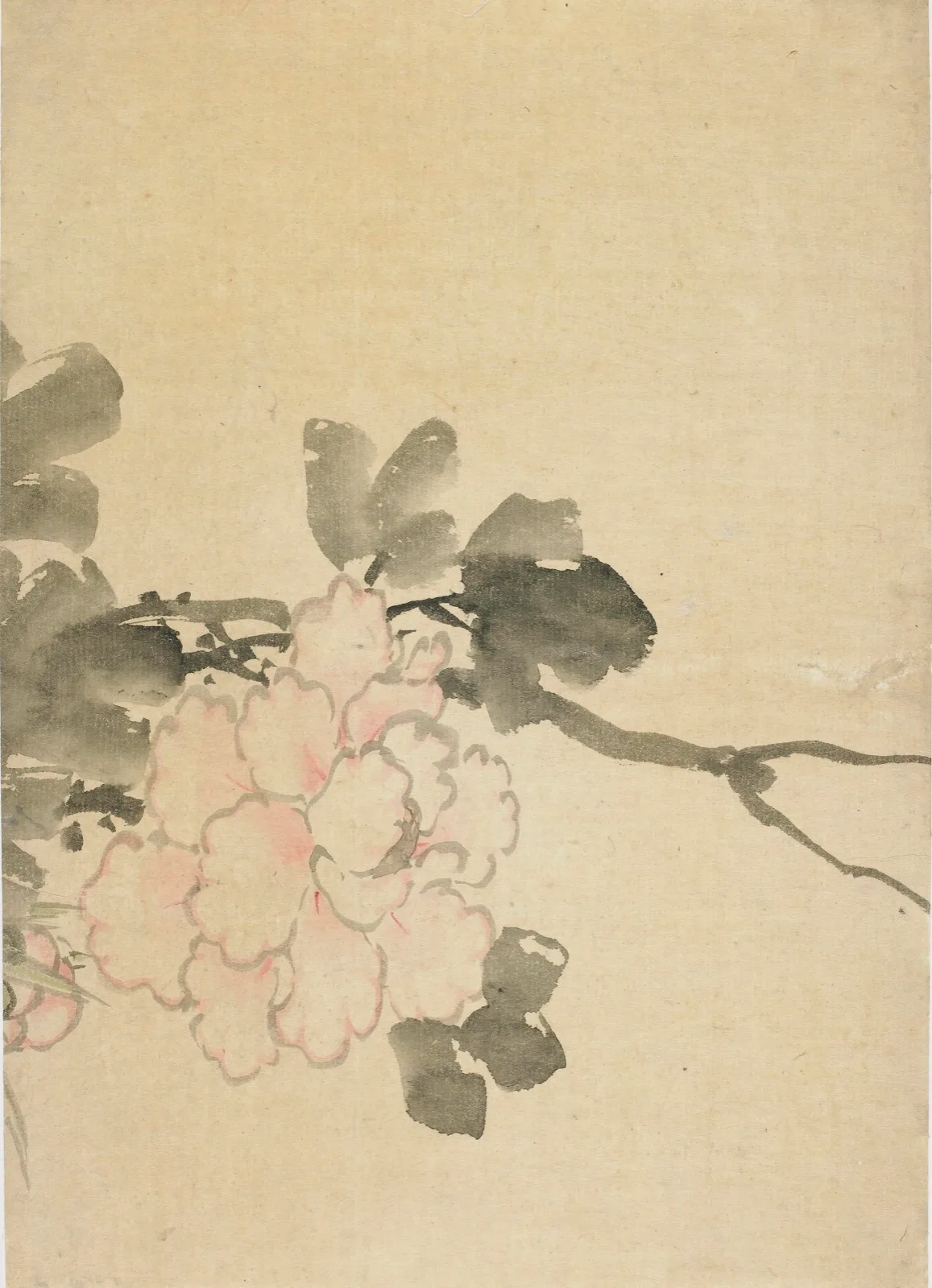 Peony
