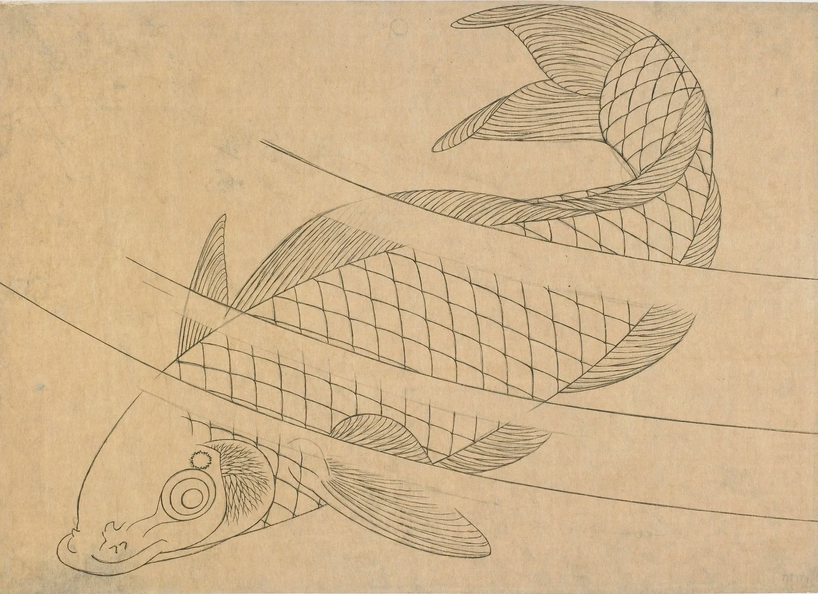 Swimming carp