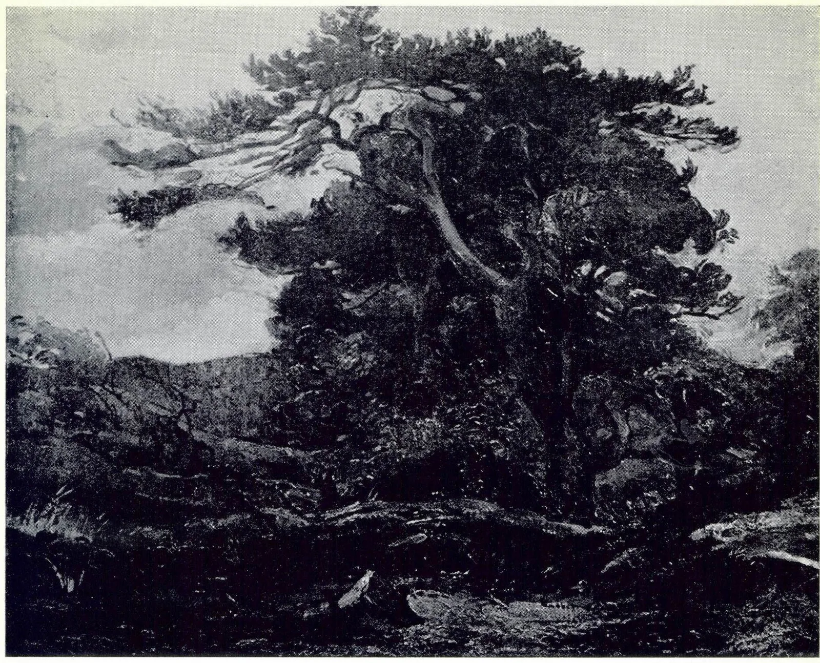 The pine