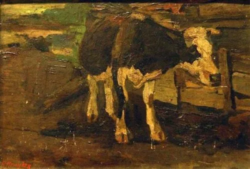 Cow with white head