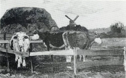 Cows in the milking pen