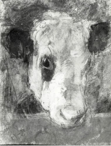 Head of a cow