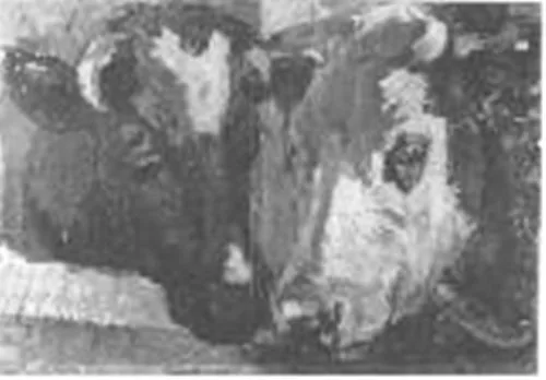 Heads of cows