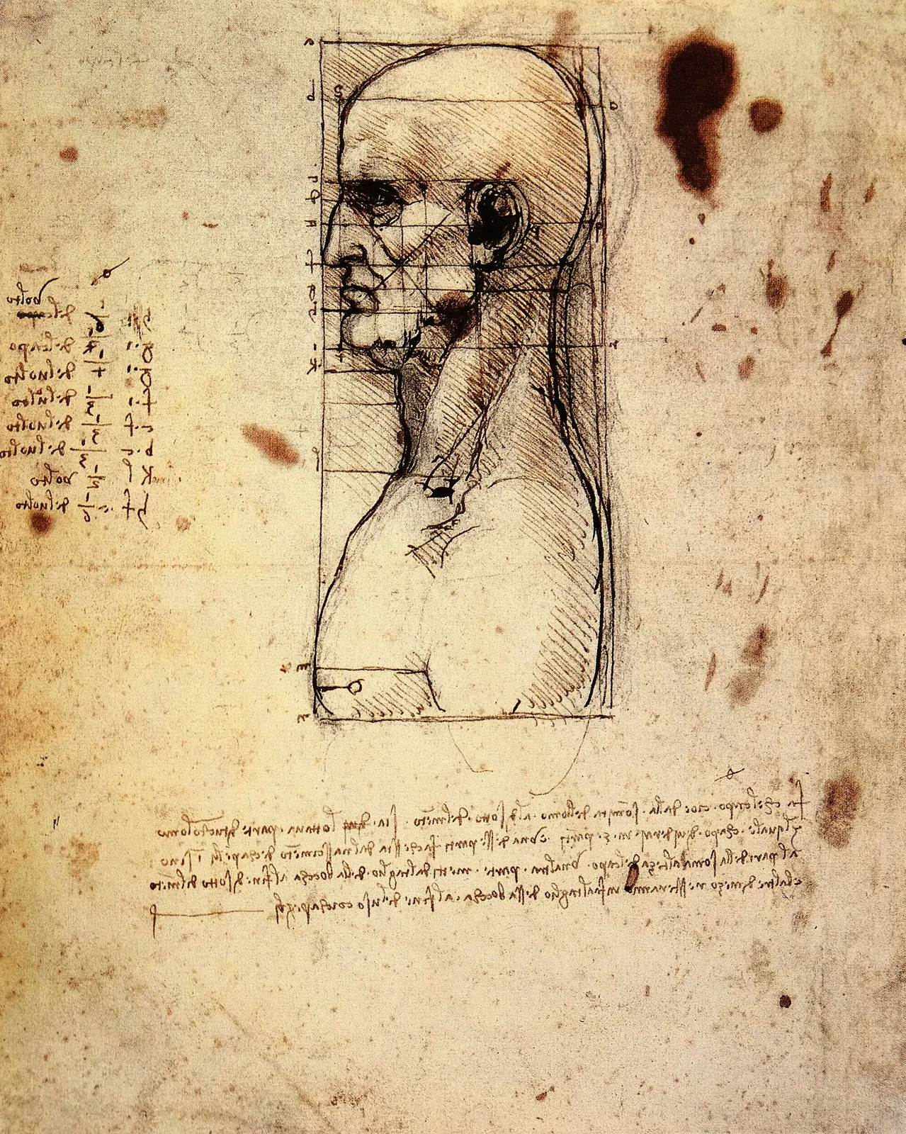 Bust of a Man in Profile, Squared for Proportion
