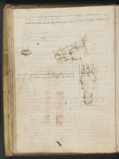 Studies of the Proportions of a Horse's Head