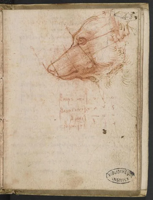 Study of the Proportions of a Dog's Head