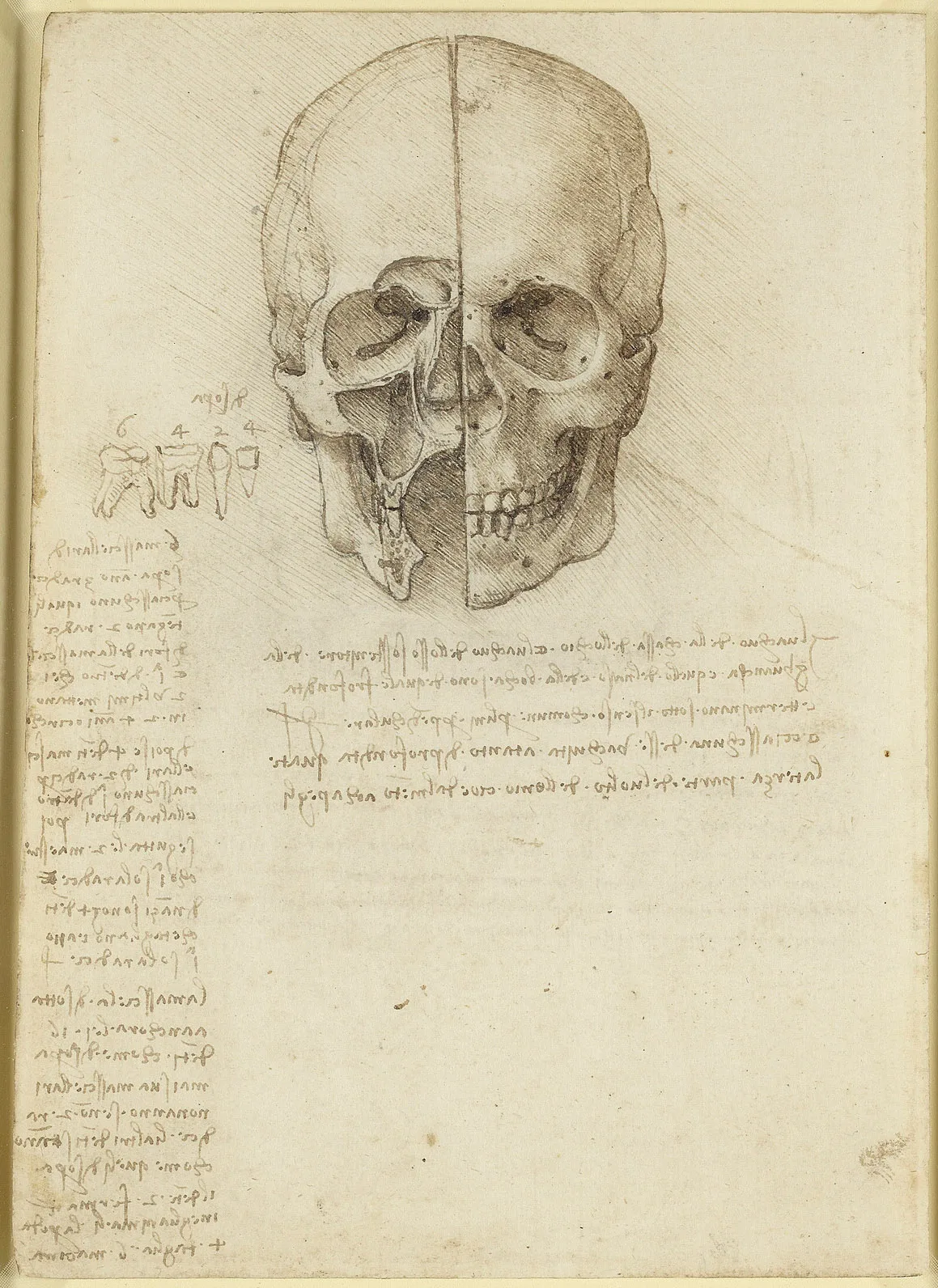 Anatomical Study of the Human Skull in Sagittal Section, Seen from the Front