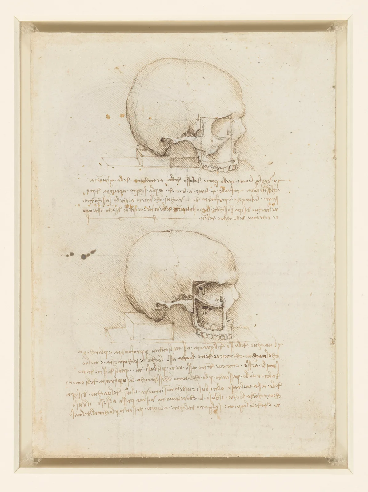 Anatomical Study of the Human Skull in Side View, showing the Eye Sockets and Maxillary Sinus