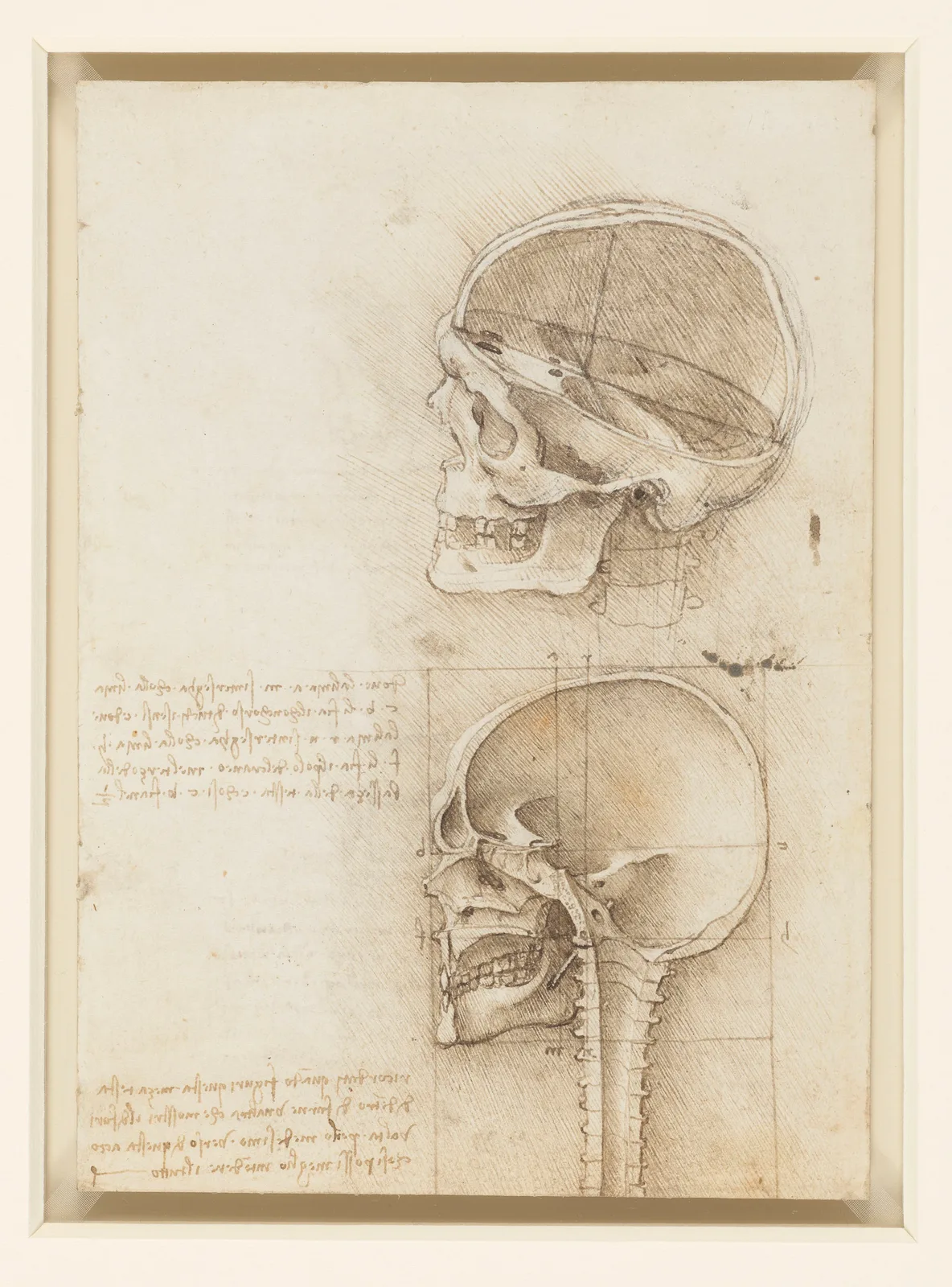 Anatomical Study of the Human Skull in Sagittal Section, Seen from the Side